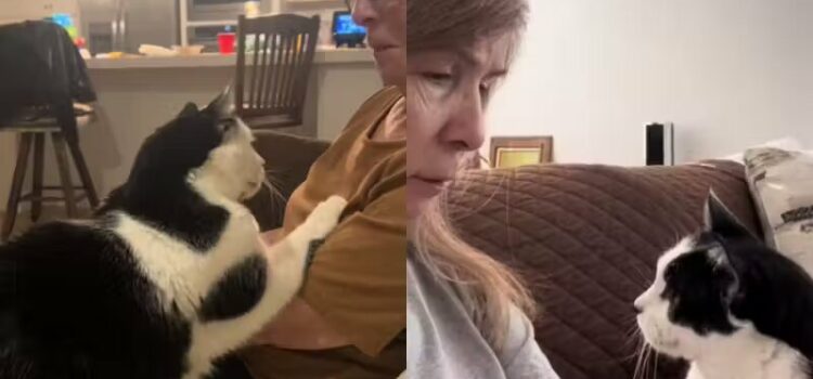 Gato consola idosa que perdeu o marido e vídeo viraliza