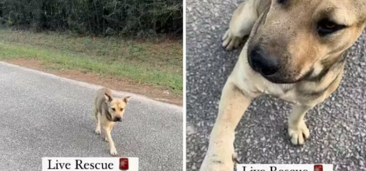 Cãozinho vai para a porta de Santuário, pede socorro e é salvo