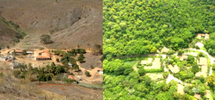 Casal brasileiro que plantou 20 milhões de árvores é notícia no mundo