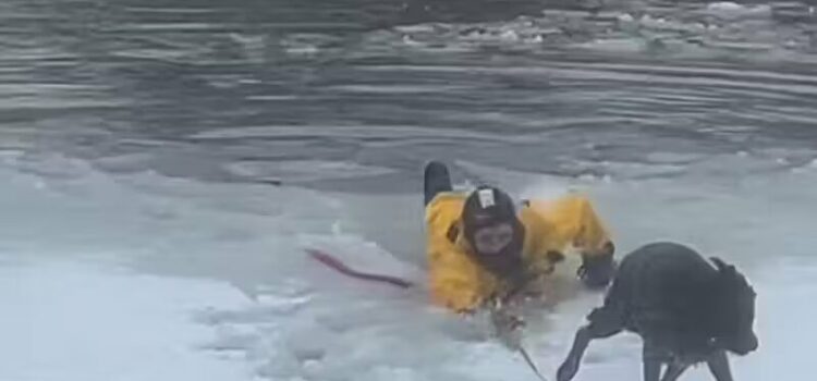 Bombeiro resgata cachorrinho que caiu em lagoa congelada e ficou preso no gelo