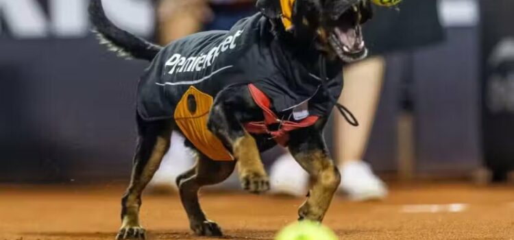 Cães resgatados viram gandulas no Rio Open para incentivar adoção