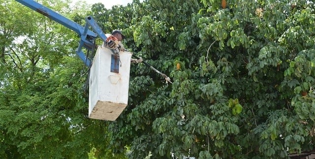 Apenas duas equipes realizam podas de árvores em Feira de Santana, diz diretor do Departamento de Áreas Verdes