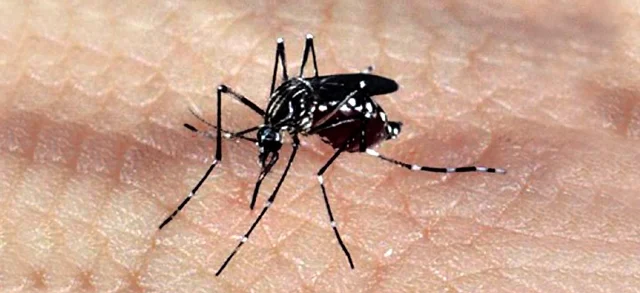 Prefeitura atualiza estado de emergência e alerta epidemiológico máximo sobre dengue, chikungunya e zika