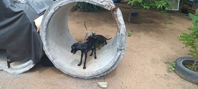 Dia dos Animais de Rua: conheça a Associação Protetora de Feira de Santana que resgata animais de rua há 20 anos 