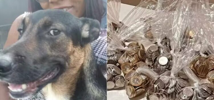 Família desiste da compra de carro e usa moedas guardadas para salvar vida de cão