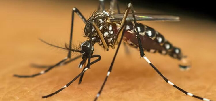 Quatro novas mortes por dengue são confirmadas na Bahia; número de casos subiu para 27