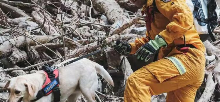 Conheça o labrador herói que ajuda no resgate de pessoas do terremoto de Taiwan