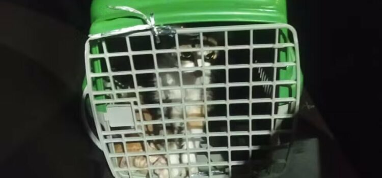 Três pessoas flagradas pela polícia ao abandonar 9 gatos na orla de Salvador são detidas e encaminhadas para delegacia