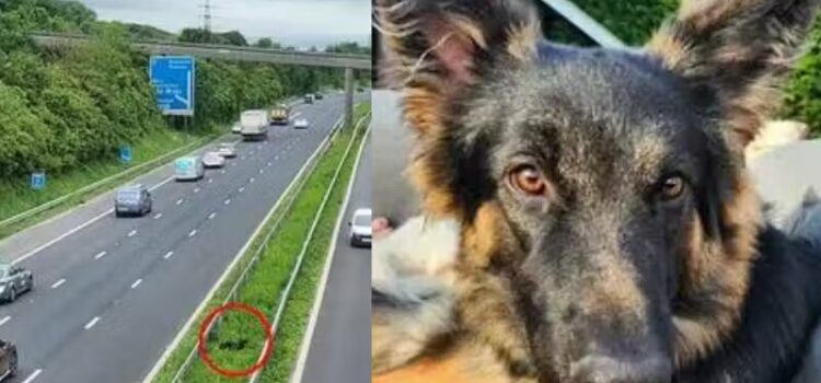 Policiais param rodovia e resgatam cachorrinho fujão; cachorra ajudou!