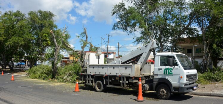 Manejo de árvores é necessário para avanço da ciclovia na avenida Fraga Maia