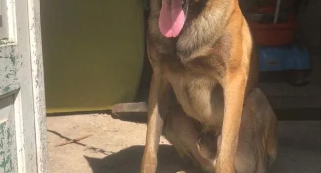 Cão farejador da Rondesp Leste encontra maconha em comunidade de Feira de Santana