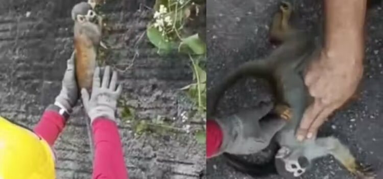 Bombeiros reanimam macaco eletrocutado ao fugir de incêndio na mata