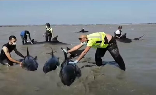 Voluntários, bombeiros e guardas marítimos resgatam 17 golfinhos encalhados