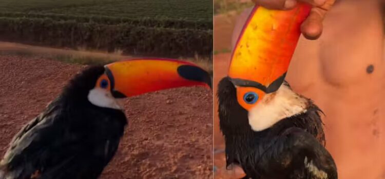 Jovem resgata tucano e agora a ave volta todo dia para visitá-lo