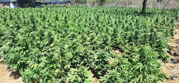 Sete homens são presos suspeitos de liderar laboratório de maconha que podia produzir quatro toneladas da droga na Bahia