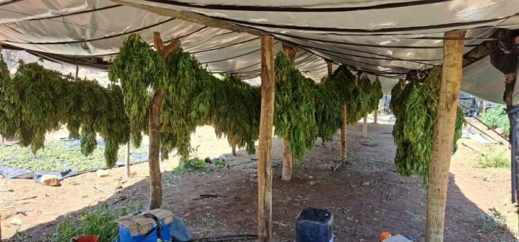 Laboratório de maconha é desarticulado na Bahia; local tinha sistema de irrigação e funcionava como indústria