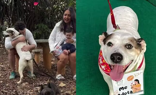 Apollo abraça família ao saber que foi adotado; cachorrinho ficou anos em feiras de adoção