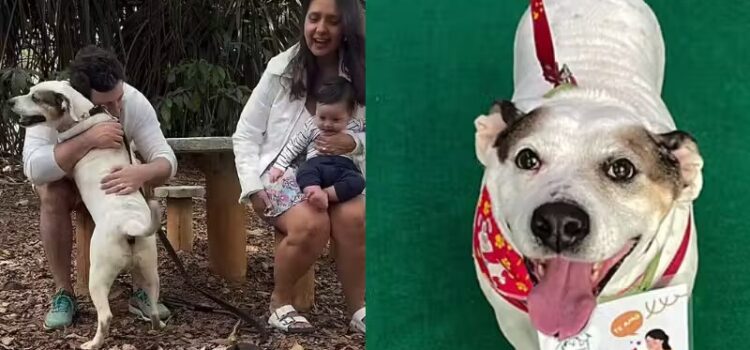 Apollo abraça família ao saber que foi adotado; cachorrinho ficou anos em feiras de adoção