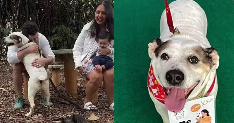 Apollo abraça família ao saber que foi adotado; cachorrinho ficou anos em feiras de adoção