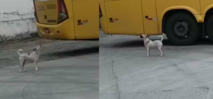 Cachorrinha adotada por funcionários vira manobrista em empresa de ônibus