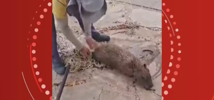 Capivara é resgatada após deixar lagoa e entrar em piscina de clube na Bahia