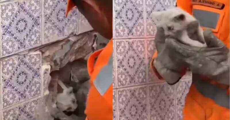 Bombeiros resgatam gatinho que entrou pelo cano e ficou 2 dias preso em MG; adotado