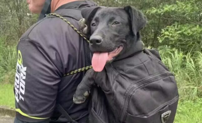 Ciclista adota cachorrinha que o seguiu por 15km em trilha; cão dele havia morrido