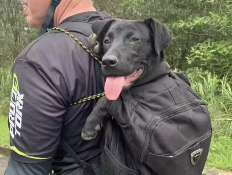 Ciclista adota cachorrinha que o seguiu por 15km em trilha; cão dele havia morrido