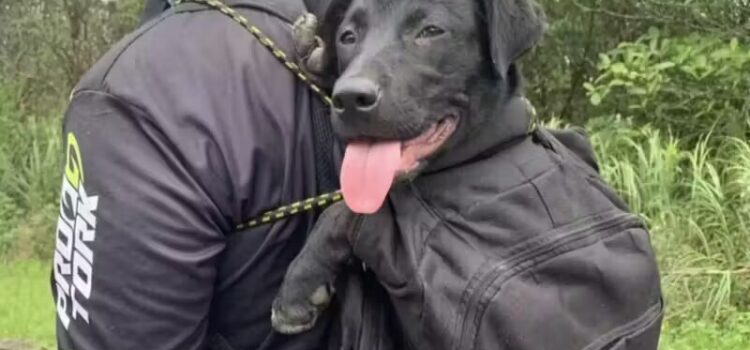 Ciclista adota cachorrinha que o seguiu por 15km em trilha; cão dele havia morrido