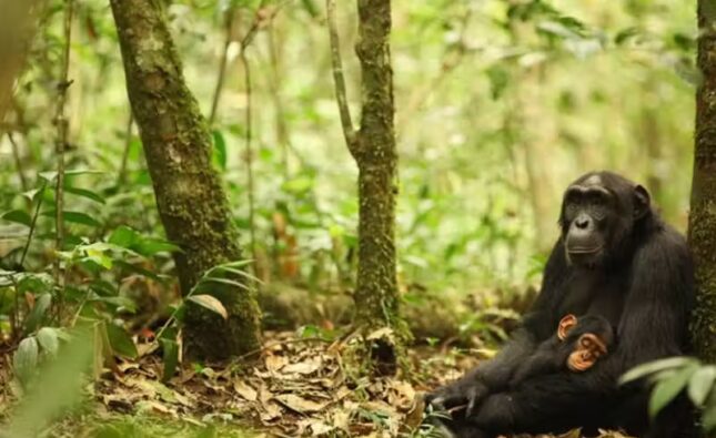 Cientistas descobrem que chimpanzés são imunes à malária; veja motivo