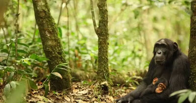 Cientistas descobrem que chimpanzés são imunes à malária; veja motivo